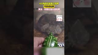 小乌龟向玩具龟打招呼，可爱感拉满！小乌龟：你好呀 #cute #funny| China Origin 中国新视界