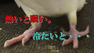 あんよの温もりは健康バロメーター　【きなこのお父さんのHOW TO BIRD】オカメインコと愉快な仲間たち