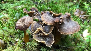 เก็บเห็ดดำเยอะๆกันจ้า Mushrooms 🍄