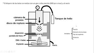 Biobalística para transformar plantas