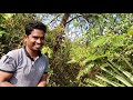 କଣ୍ଟେଇ କଳି kantei koli berry plucking in jungle jungle fruits plucking giri k vlogs