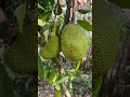 jack fruit jackfruit farming agriculture thailand vietnam jackfruitcutting fruitplant india