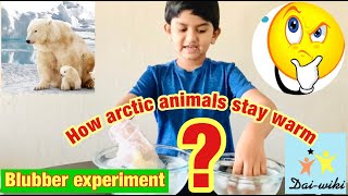 How Arctic animals stay warm?Blubber science  experiment by Daiwik #kidsscienceexperiments