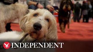 Crufts shines spotlight on 'vulnerable' dog breeds