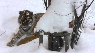 2012年1月9日　旭山動物園　アムールトラ　のん