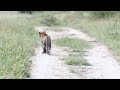 riot hungry lleopard arrives at the dog hunting village and the villagers incredible pet rescue