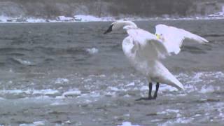 No stopping this swan