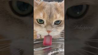 Kittens are drinking #cat #kucing #cute #meow #pets #funny #kitten #猫#kucinglucu #shorts #fyp