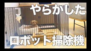 【保護犬】ロボット掃除機の悲劇が起きました【トイプードル】