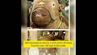 The idol of nandi is growing rapidly in this temple!!#lordshiva #nandi