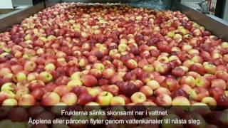 Sortering av äpplen hos Daniels Frukt, Åland, Finland.