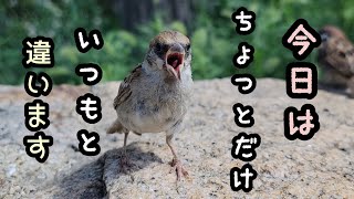 小粒ちゃんのお初【PIPIPIのすずめ日記 】