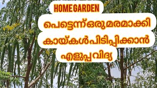 മുരിങ്ങ തൈ വേഗത്തിൽ ഒരു മരമാക്കി കായ്കൾ പിടിക്കാൻ എളുപ്പ വഴി ||Easy way to grow Muringa plant Fastly