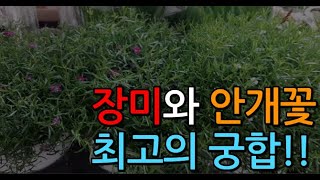 장미와 최고의 궁합인 안개꽃!! 안개꽃 구경하세요~