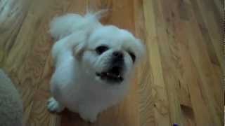 Pekingese Barking