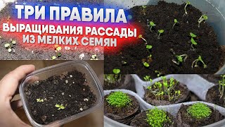 Три правила выращивания рассады из мелких семян