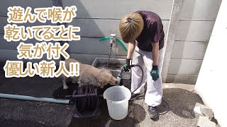 走って喉が渇いた大型犬に気が付き優しく水を飲ませてくれる新人。ゴールデンレトリバーティト