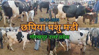 जनता पशु बाजार छपिया गोरखपुर उत्तर प्रदेश 28-01-2025 #pashumandijiwannagar #pashumandi #chappiya