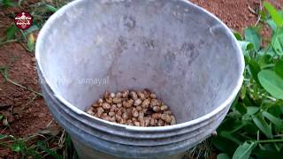 தோட்டத்து வேர்கடலை வறுக்கலாம் வாங்க | farm fresh groundnut processing at home | Suvaiyana Samayal