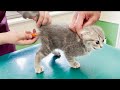 Kitten Lulu screams at the hospital for the first time!