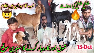 khadim goat farm visit ❤️🌹, gulabi kamori teddy pateri makka chini latest update| 15-Oct -2024| ❤️🙏