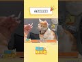 猫猫：嗯…手艺不错~ 猫咪 可爱到爆炸 猫猫的心思全写在脸上了 shorts