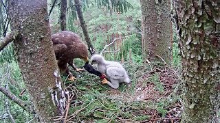 LDF Mazais ērglis~Anna comes for feeding her kid~12:56 PM 2019/07/04