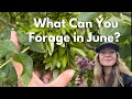 Wild Food to Forage in Early June! | Late Spring Foraging, UK