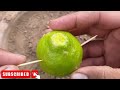 grow lemons from lemons fruit the easiest procedure in the world 100% success