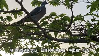 聪明的鸽子鸟也知到用中药祛风除热。Can you believe ,even pigeon know how to use herbs of mulberry leaves to clear heat