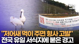 자연의 선물 ‘저어새’ 주민들은 싫어하는 이유