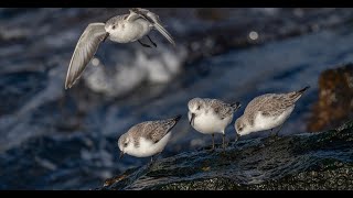 Sanderling, Purple Sandpipers, and Dunlins in New England Rocky Shore