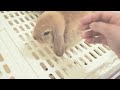 【お迎え1週間】子うさぎと飼い主の距離感