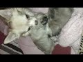 chihuahua cuties playing with mama too cute