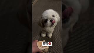 豆は食べないと思いきや食べた #dogbreed #癒し #シーズー #可愛い #shihtz #shihtzu #犬のいる生活 #puppy