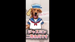 軍隊なみにテキパキ動くゴールデンレトリバーの子犬ジャスミンがかわいい Golden Retriever JASMINE #shorts