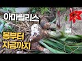 아마릴리스 구근 키우기 / 아마릴리스 봄부터 지금까지