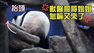 獸醫來了,圓仔不悅,佇立門口前許久,抬頭對保育員抗議Giant Panda Yuan Zai doesn’t like the veterinary ,圆仔,貓熊,大貓熊,大熊貓