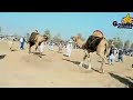 Pakistani Camels festival 12 january 2021 | Hum Saraiki