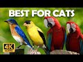 Non-Stop Cat Entertainment 🐿️ Squirrels & Birds Explore Rocky Fruit Treats 🐦 Relaxing 4K