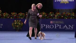 Nat'l Dog Show-Cavalier King Charles Spaniel 11.26.09