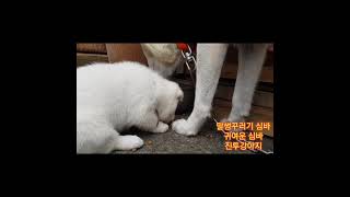 아기심바 14 심바의 꼴통짓은 어릴때부터 시작됐다ㅡkorean dog