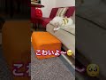 降り方…🤭慎重派なのかビビリなのか😂…どっちでもかわいいトロロ🥹 dog ビションフリーゼ ビション 犬のいる暮らし 癒しワンコ かわいい