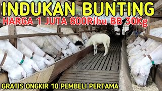 1 JUTA 800 HARGA INDUKAN BUNTING BERAT TIMBANG 30KG GRATIS ONGKIR