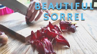 How to Grow, Harvest and Process Jamaican Sorrel