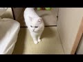 １日家を空けたら、寂しがりの猫に手をズタズタにされました…。