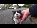 公園のハチワレ猫が体をすりすりしてくる姿が可愛い the appearance of a cat in the park rubbing its body is cute