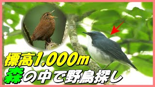 【夏の野鳥観察】コマドリ、コルリを探して森に入っていくと..