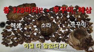 낙지잡으러 갔다가 328마리 해루질 대박 조과 korea sea walking octopus, sea snail, sea cucumber