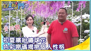 《主播凹鬥Outdoor中》初夏繽紛繡球花 色彩密碼揭密個人性格